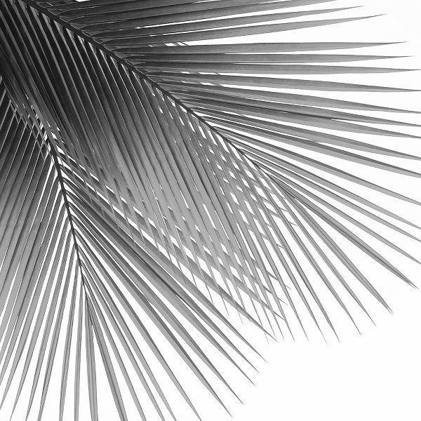 Palm Black and White VI