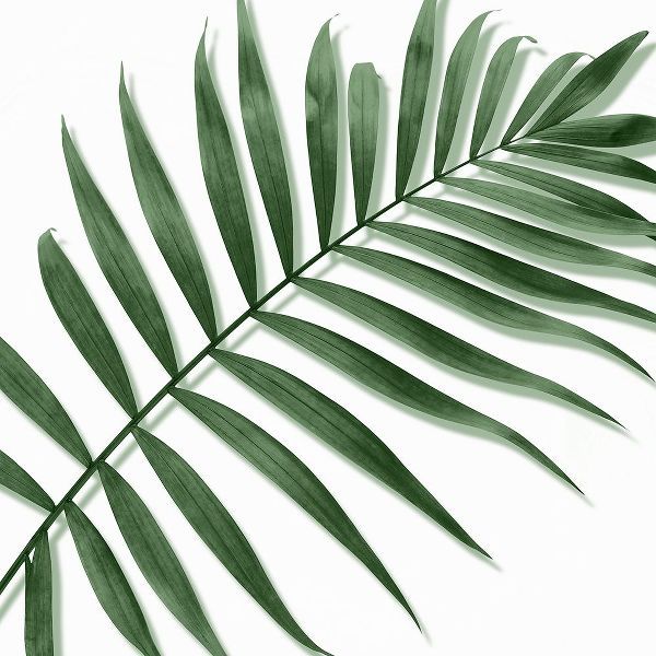 Palm Green II