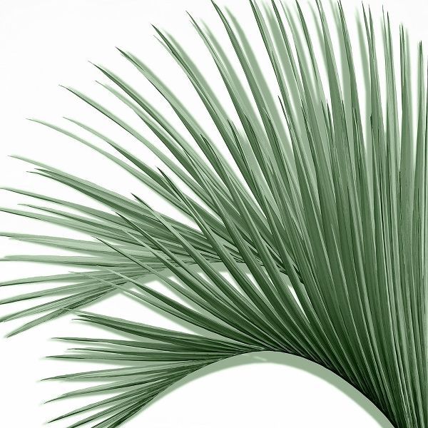 Palm Green IV
