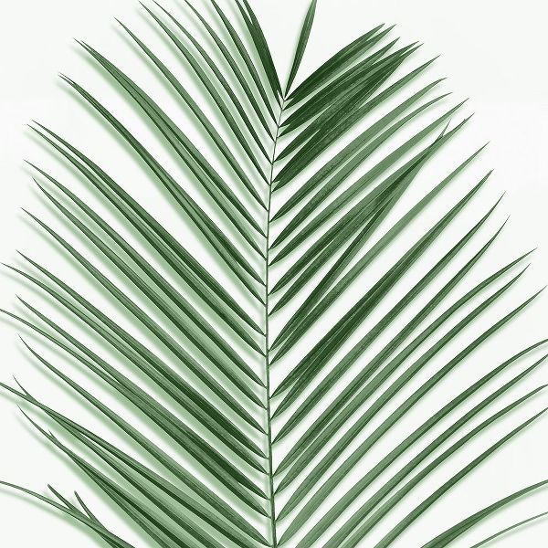 Palm Green V