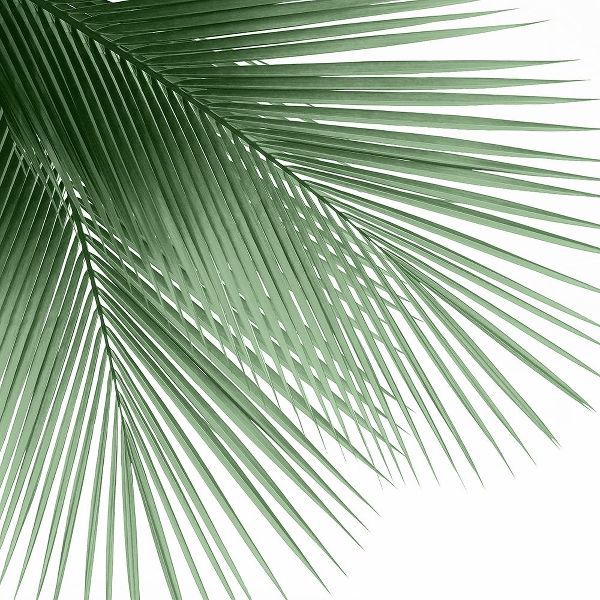 Palm Green VI