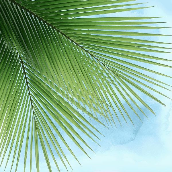 Palm on Blue VI