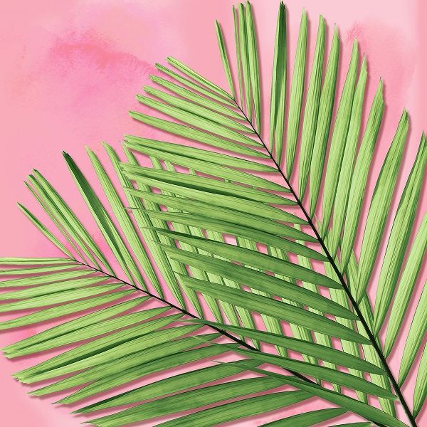 Palm on Pink I