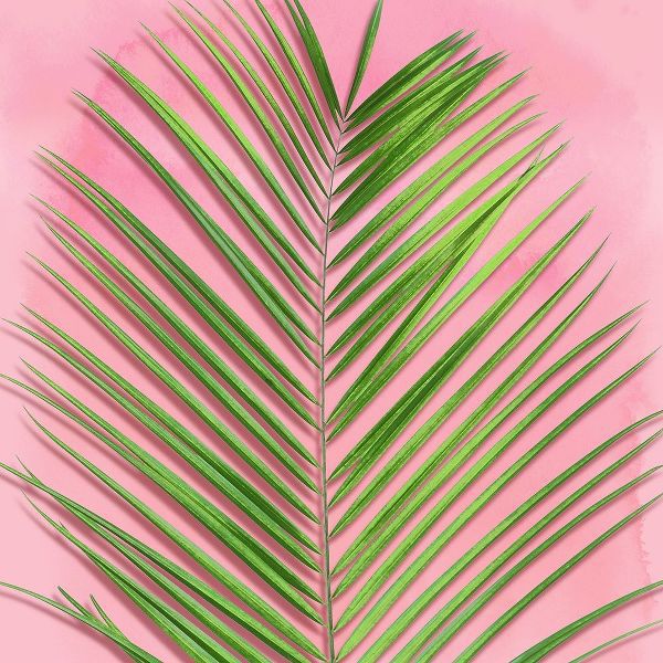 Palm on Pink V