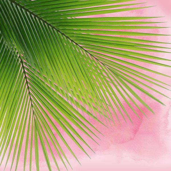Palm on Pink VI