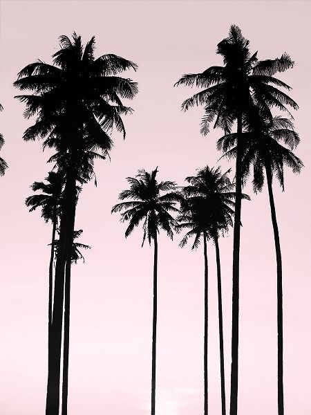 Tall Palms Black on Pink II