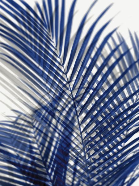 Palm Shadows Blue I