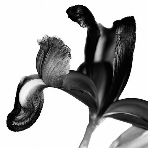 Iris I Black on White