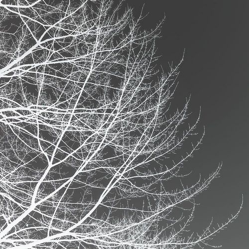 Tree Silhouette III White on Gray