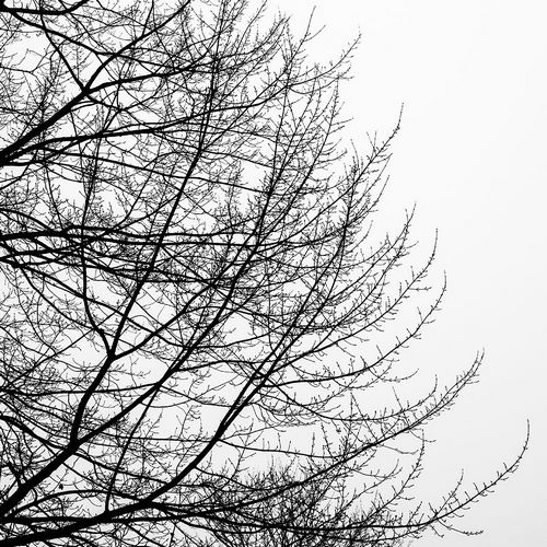 Tree Silhouette II Black on White