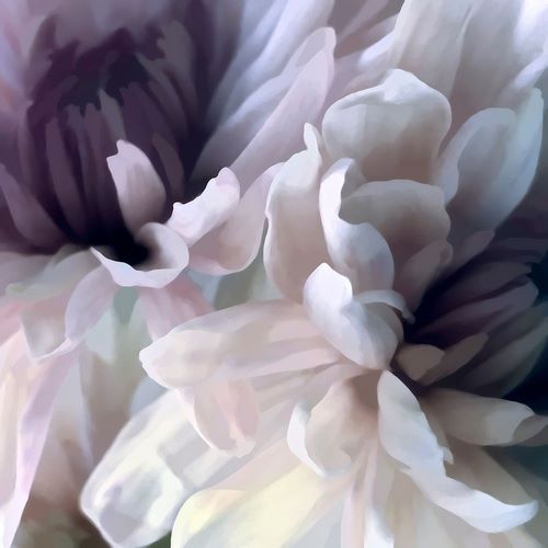 Chrysanthemum IX