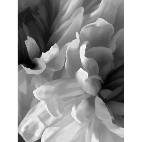 Chrysanthemum XVIII