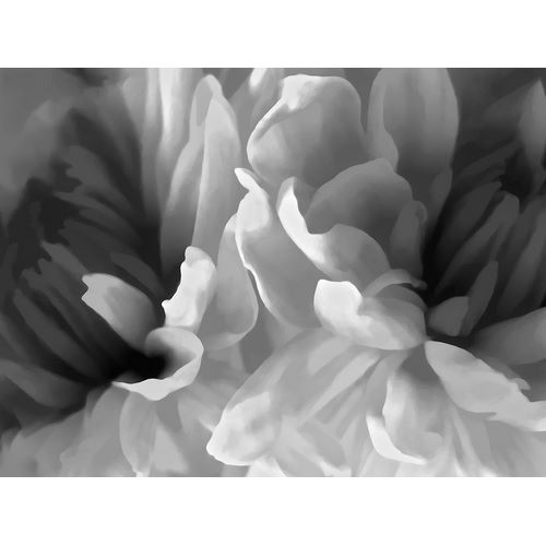 Chrysanthemum XIX