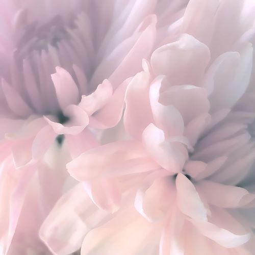 Chrysanthemum Pink Blush I