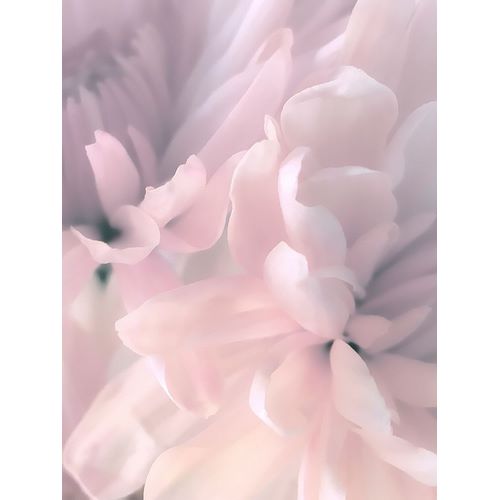 Chrysanthemum Pink Blush II