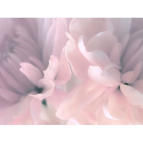Chrysanthemum Pink Blush III