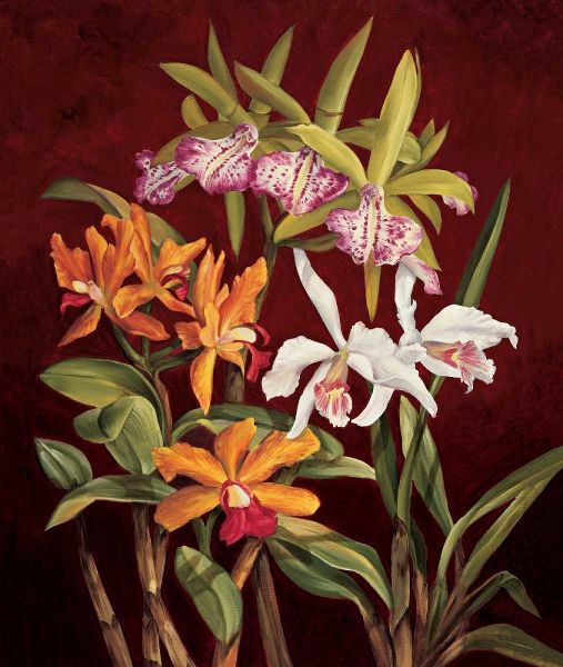Orchid Trio II