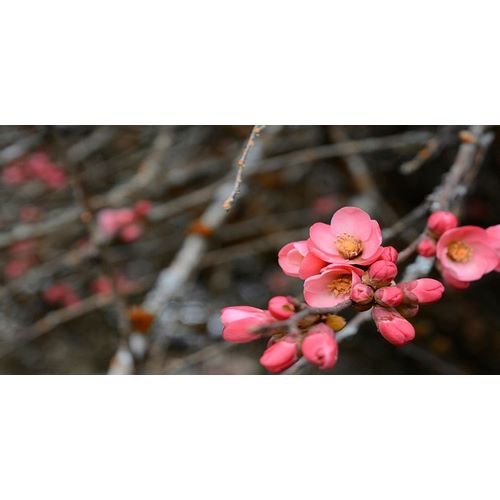 Crabapple Tree blossoms