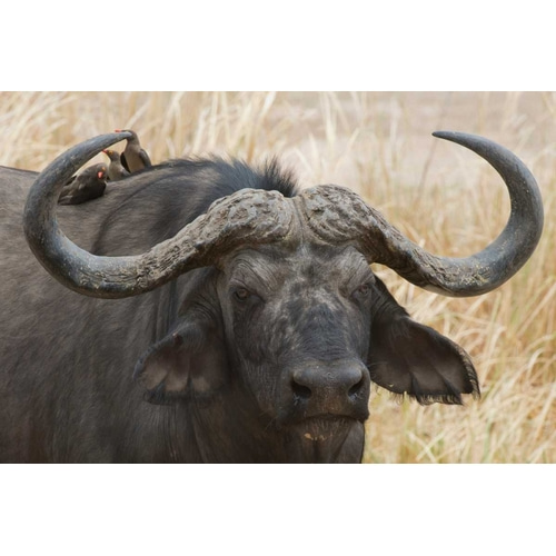 Cape Buffalo and Red Billed Oxpeckers