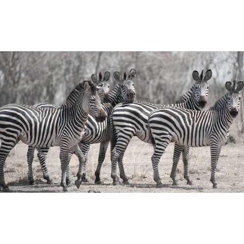 Curious Zebras