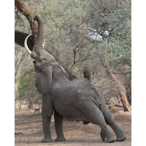 Reaching Elephant - Mana Pools Zimbabwe