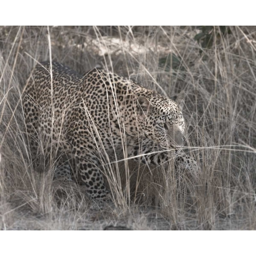 Stalking Leopard