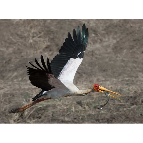 Yellow Billed Stork with Dinner
