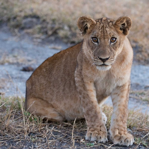 Young Lion - Zambia