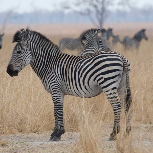 Zebras at a Glance