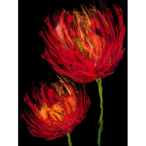 Red Tulips II