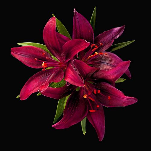 Asiatic Lily ~ Montenegro