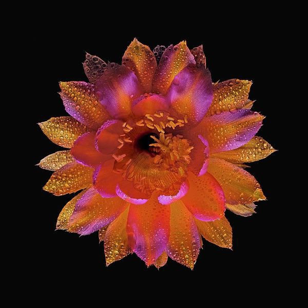 Echinopsis Cactus Hybrid - Raoul Wallenberg