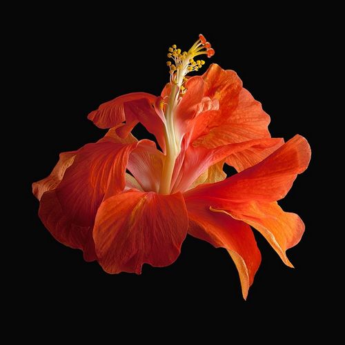 Tropical Hibiscus ~ Double Orange