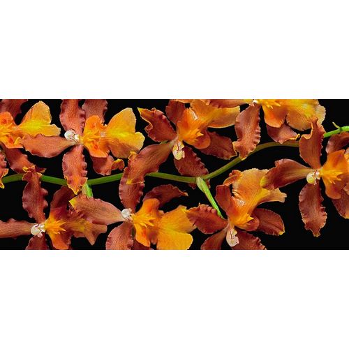 Orchid - Kilauea Karma
