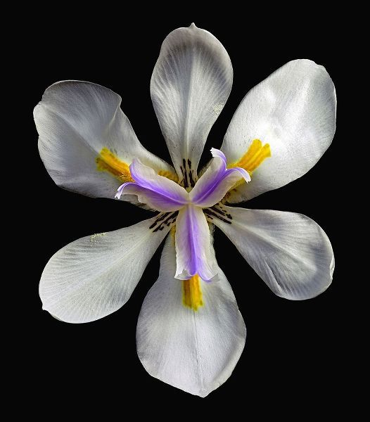 Variegated Cape Iris - Variegata