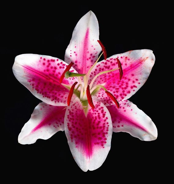 Oriental Lily ~ Stargazer