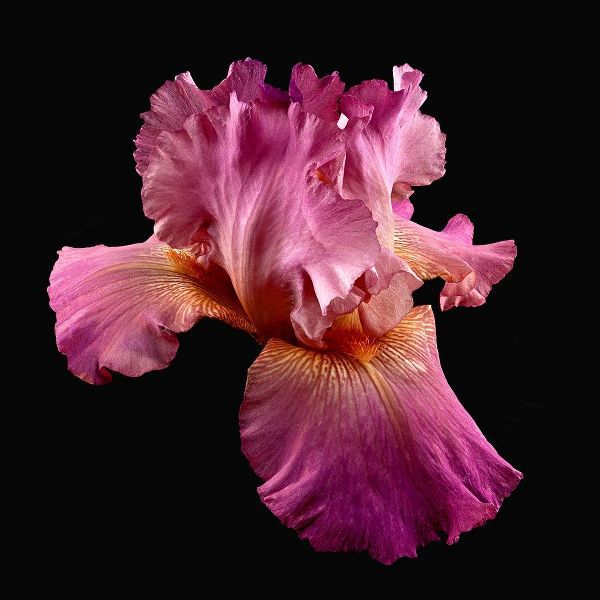 Tall Bearded Iris ~ Twice Thrilling
