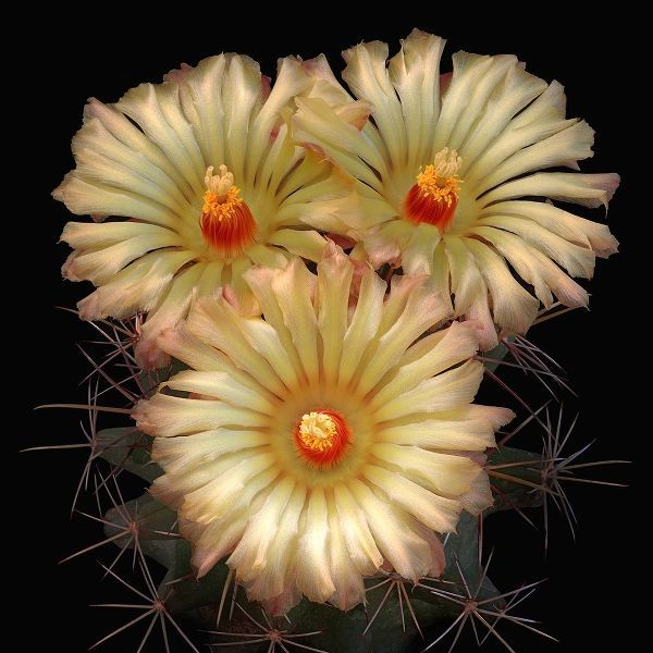 Scheers Cory Cactus