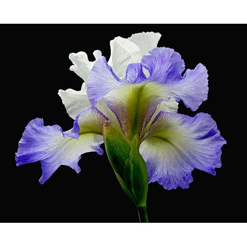 Tall Bearded Iris ~ Alizes