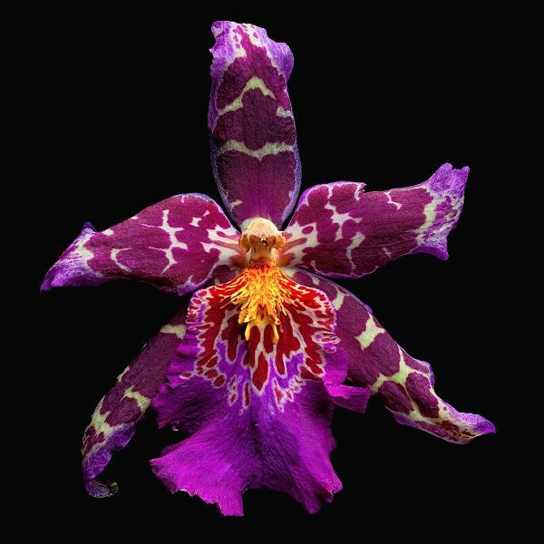 Orchid ~ Tropic Tom