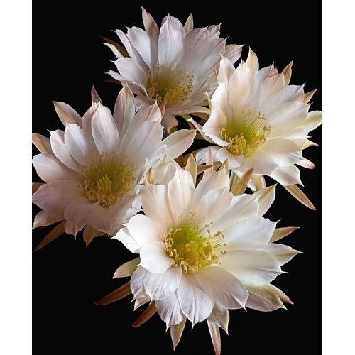 Easter Lily Cactus