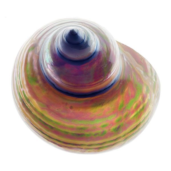 Pearl Turban Shell 1
