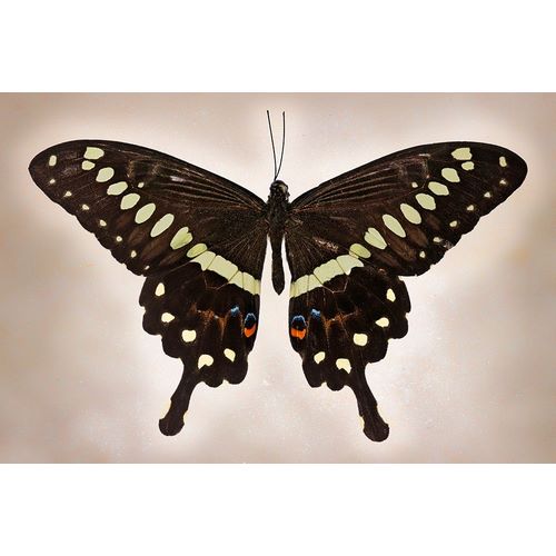 Papilio Lormieri