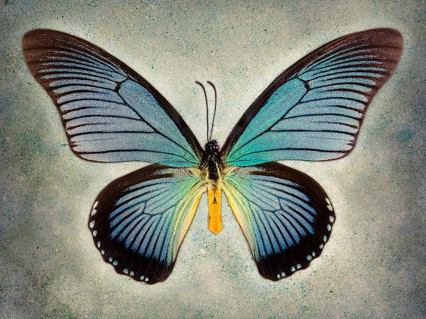Great Blue Swallowtail
