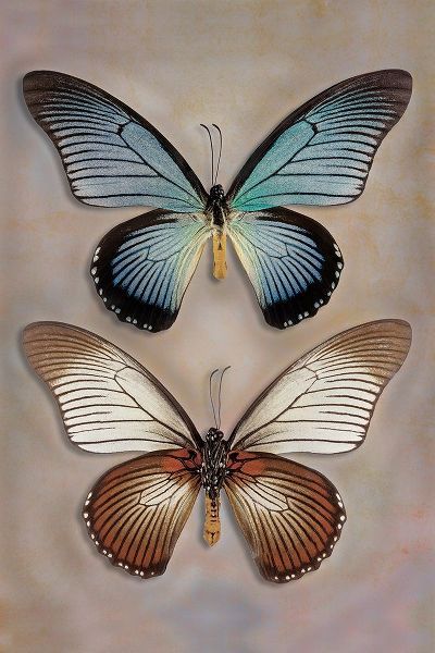 Great Blue Swallowtail Top - Underside