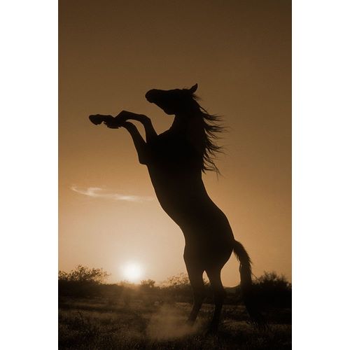 Rearing Horse Silhouette