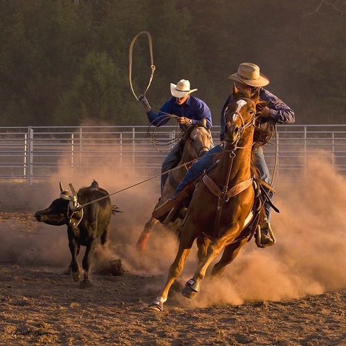 Roping on the Ranch III