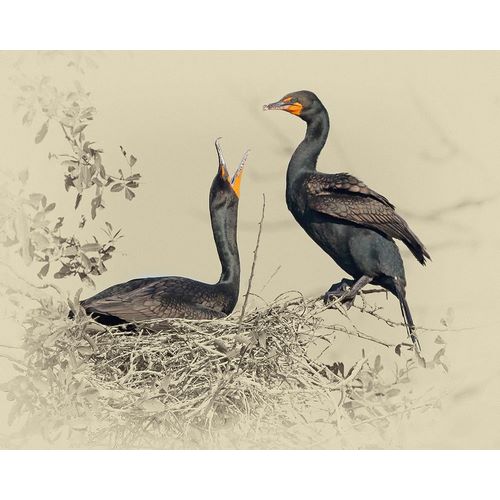 Cormorant Nest