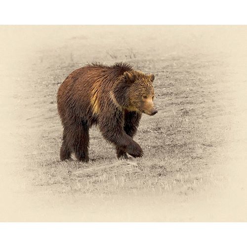 Grizzly 2