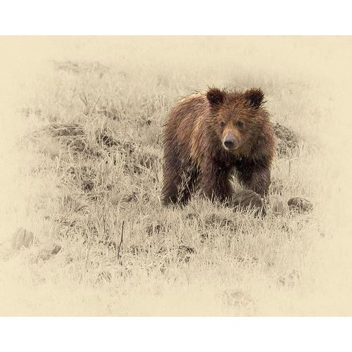 Grizzly Cub 1